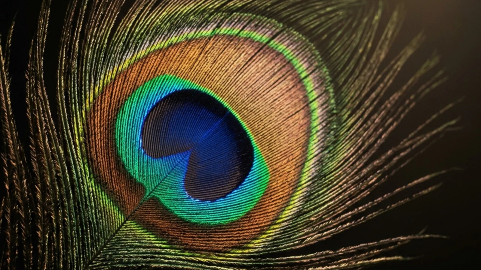 Extreme macro of an iridescent peacock feather barbule with visible photonic structure, alongside a soap bubble showing curved-surface thin-film interference colors